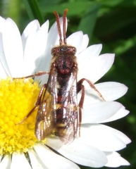 Nomada ruficornis