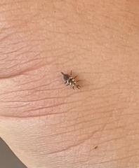 Chrysoperla rufilabris