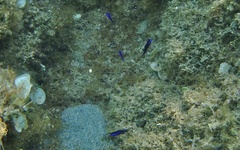 Chromis chromis