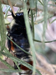 Bombus huntii
