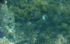 Chromis chromis