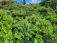 Cornutia pubescens