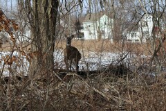 Odocoileus virginianus