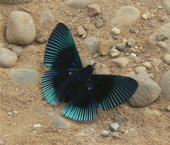 Lyropteryx apollonia