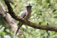 Cacomantis flabelliformis