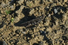 Trimerotropis verruculata