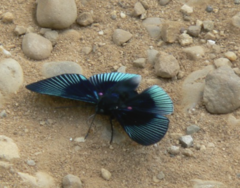 Lyropteryx apollonia