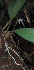 Maxillaria