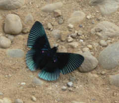 Lyropteryx apollonia