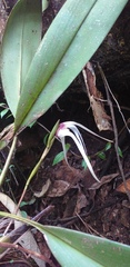 Maxillaria