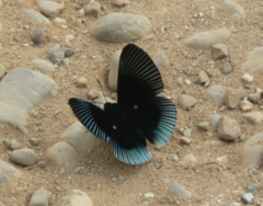 Lyropteryx apollonia