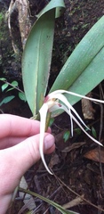Maxillaria