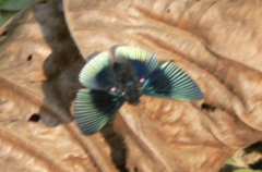 Lyropteryx apollonia