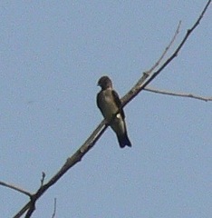 Stelgidopteryx ruficollis