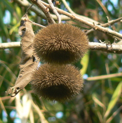 Apeiba tibourbou