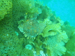 Hemitripterus americanus