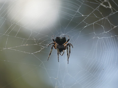 Araneus bicentenarius