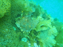 Hemitripterus americanus