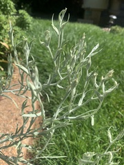 Pseudognaphalium beneolens