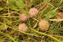 Trifolium fragiferum