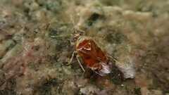 Deraeocoris lutescens