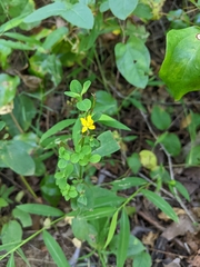 Hypericum punctatum
