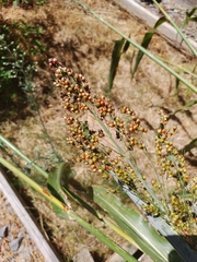 Sorghum