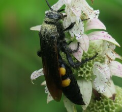 Pygodasis quadrimaculata