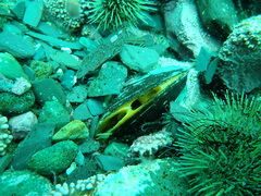 Modiolus modiolus