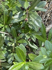 Chimaphila umbellata