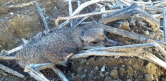 Vanellus chilensis