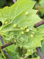 Daktulosphaira vitifoliae
