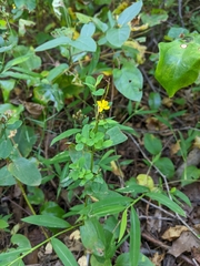 Hypericum punctatum