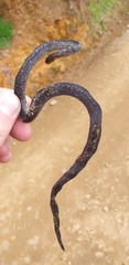 Atractus paisa