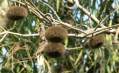 Apeiba tibourbou