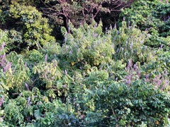Cornutia pubescens