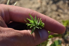 Collomia linearis