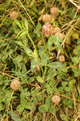 Trifolium fragiferum