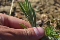 Collomia linearis