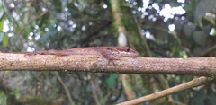 Anolis mariarum