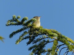 Empidonax minimus