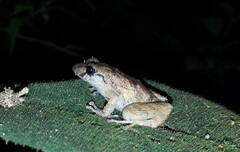 Pristimantis paisa