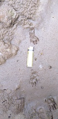 Procyon cancrivorus