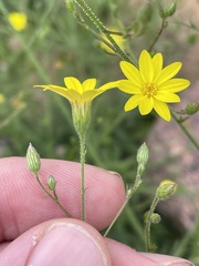 Croptilon divaricatum