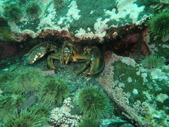 Homarus americanus
