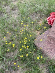 Croptilon divaricatum