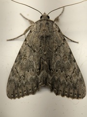 Catocala habilis
