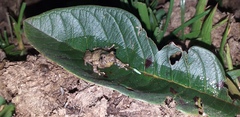 Pristimantis taeniatus