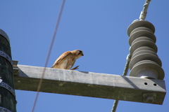 Falco cenchroides cenchroides