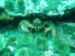 Homarus americanus